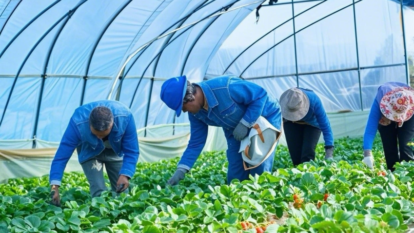 Electric Power Boosts Modern Agriculture and Rural Revitalization